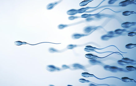Spermatozoïdes qui se déplacent vers un ovule